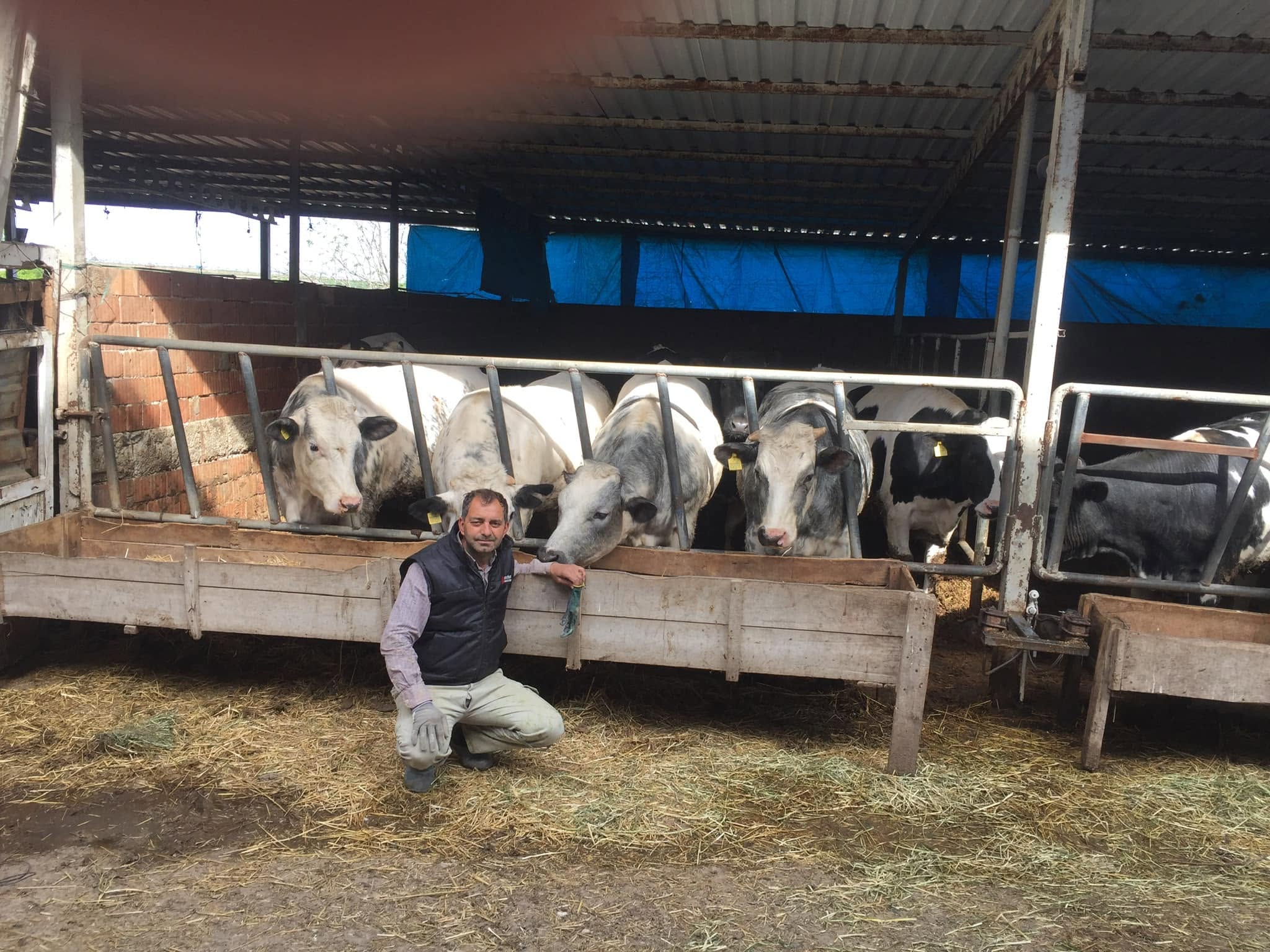 Damızlık gebe düve